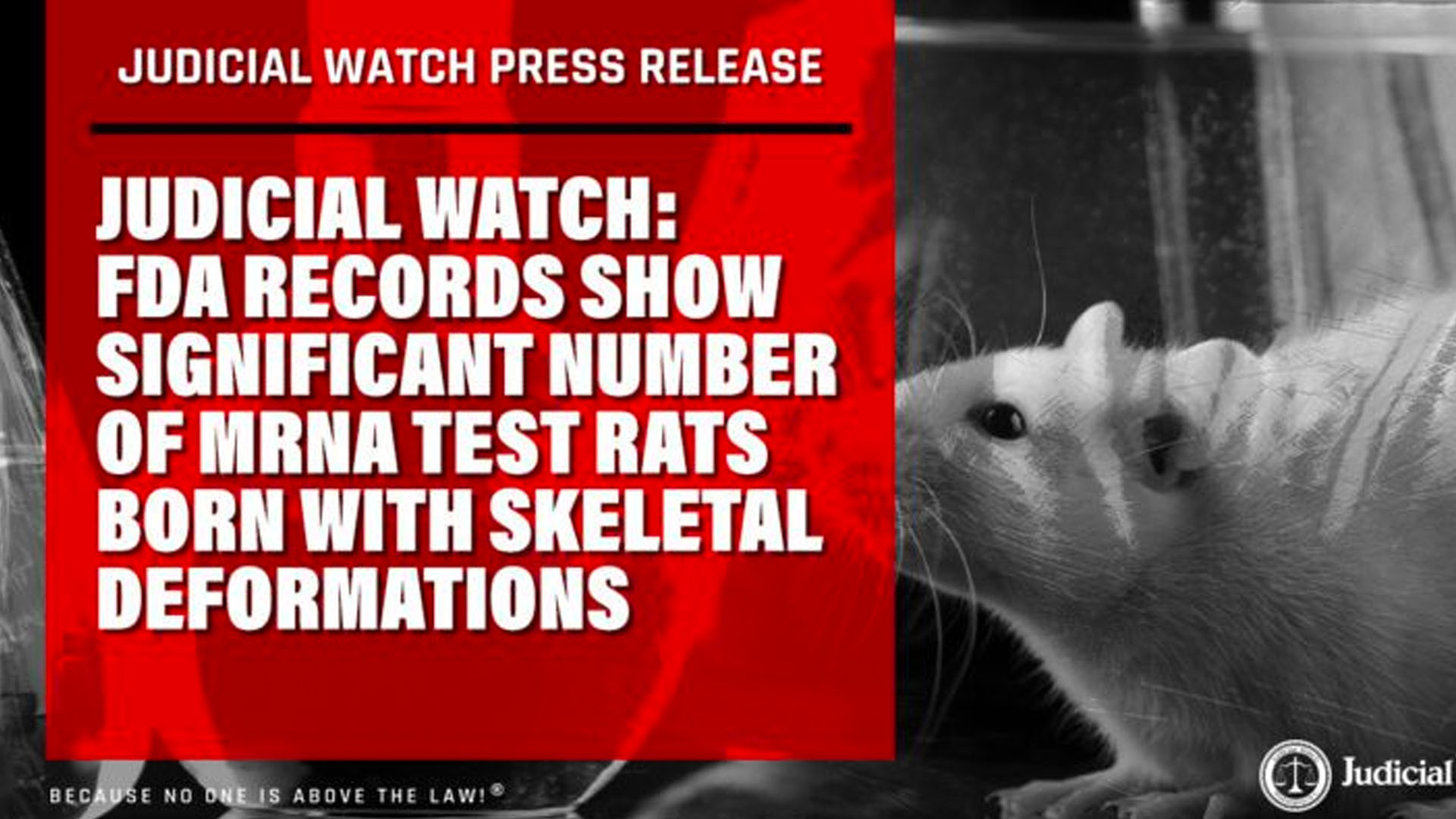 FDA Records Show Significant Number of mRNA Test Rats Born with Skeletal Deformations