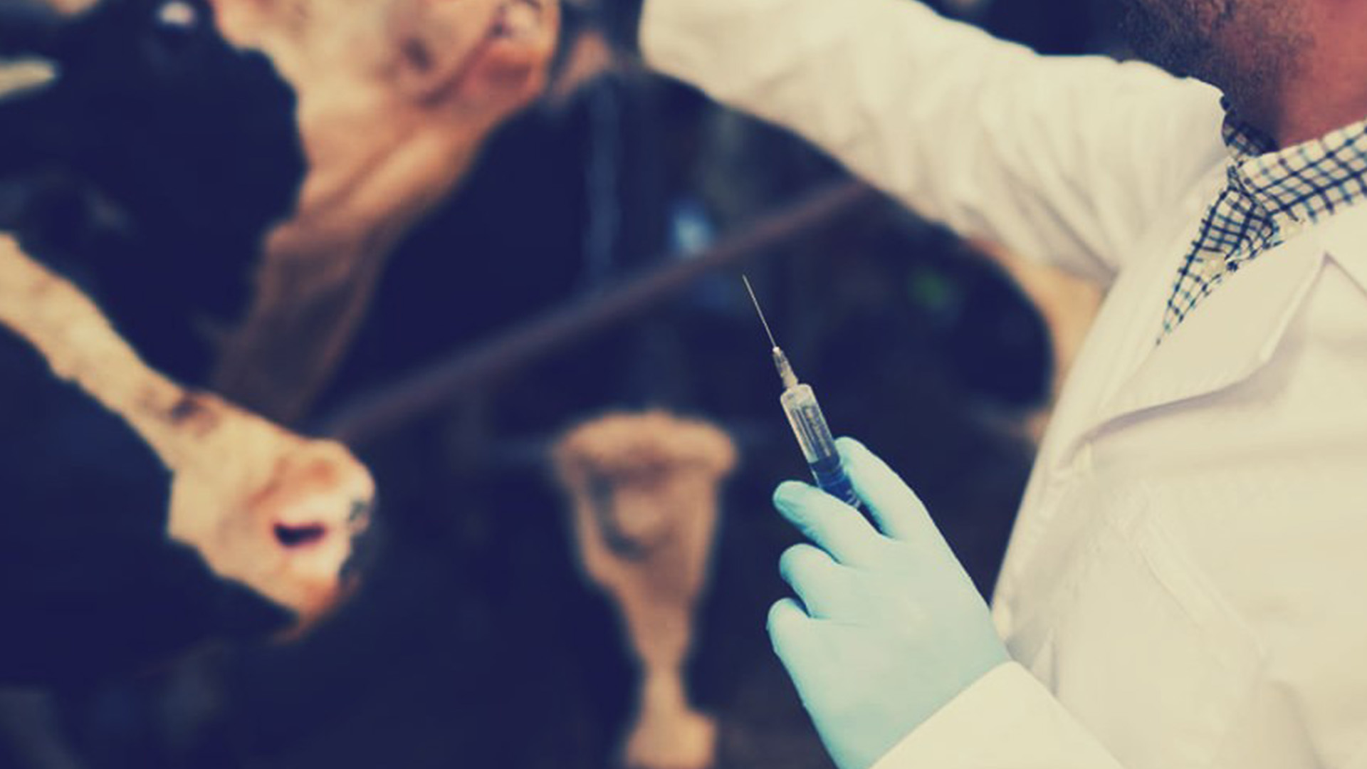 FROM MRNA JABS TO “METHANE SUPPRESSANTS,” THE POISONING OF BEEF COWS IS RAPIDLY APPROACHING